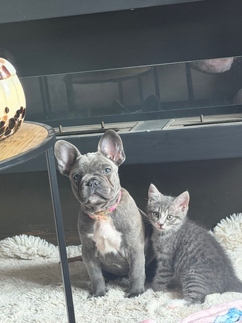 Kitten 4 months old