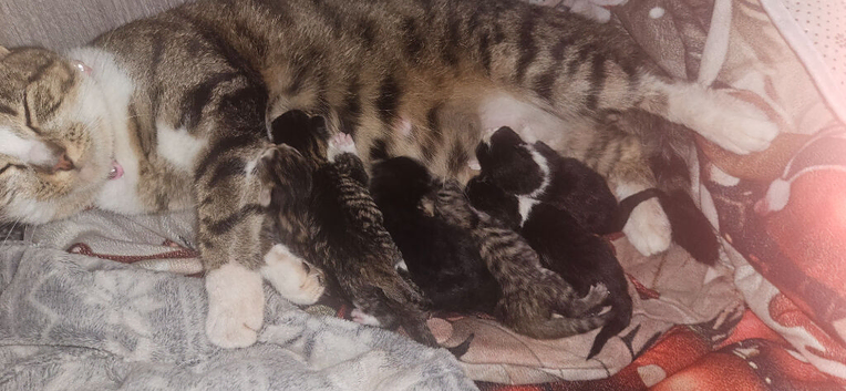 Kittens to rehome