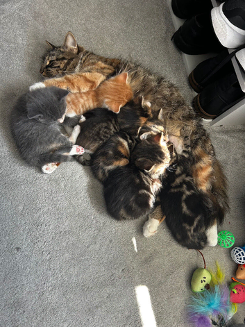 4 beautiful kittens