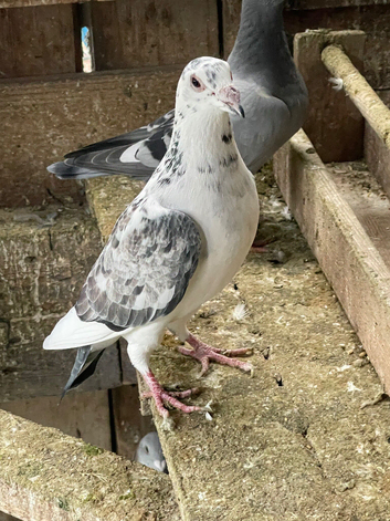 Racing pigeon for sale