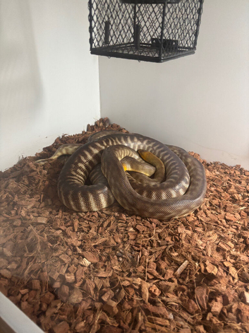 Woma Pythons - Proven Pair - &lsquo;19