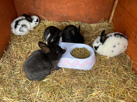 Lionhead rabbits