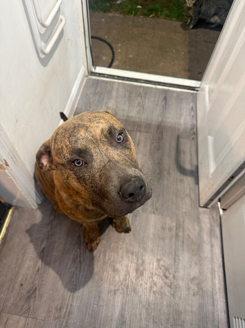 Staffy cross