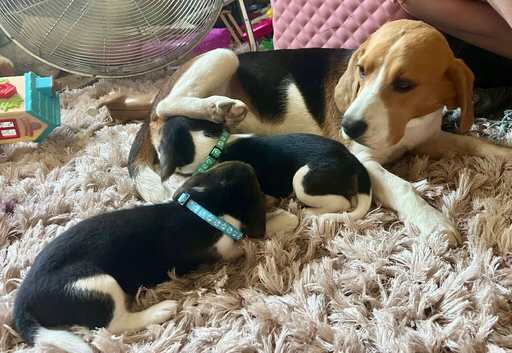 Full show type beagles