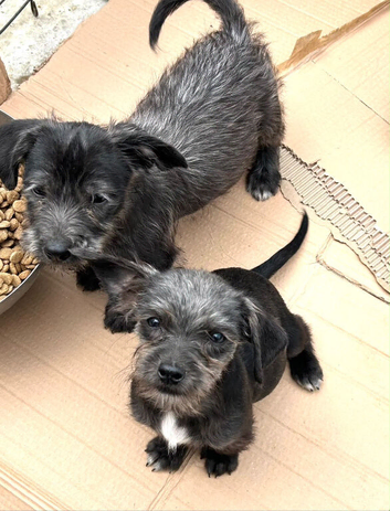 Jackapoo cross pups