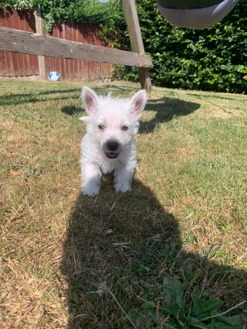 Pedigree Westies