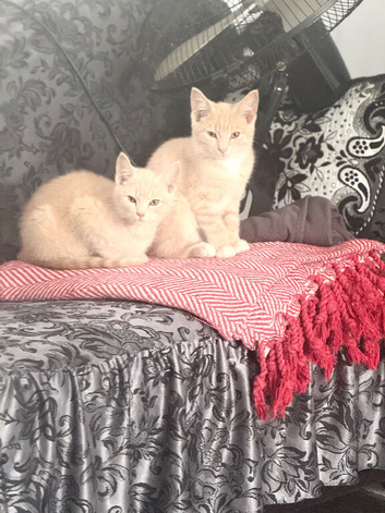 Beige kitten/ black mix wiv ginger spots
