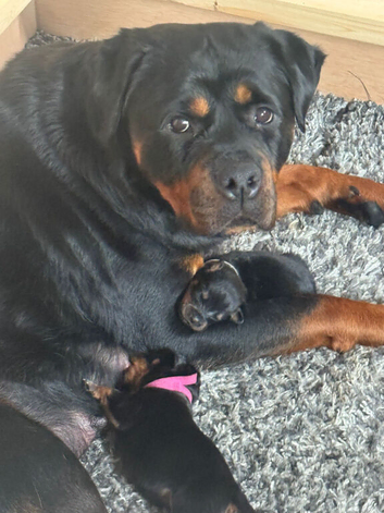 Rottweiler puppy