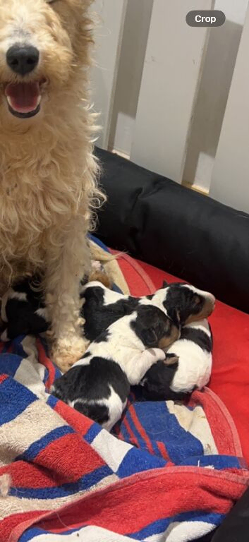 Wire Hired Fox Terrier puppies for sale