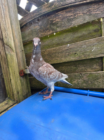 Young Racing pigeons
