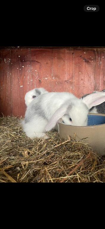 Mini lop ear rabbits