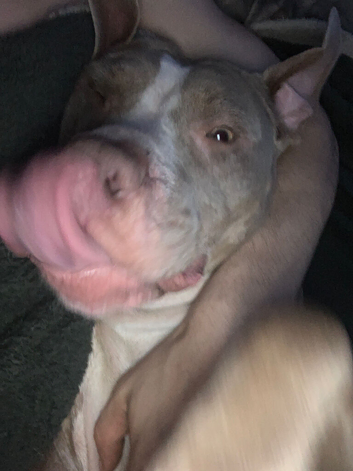 Am staffy