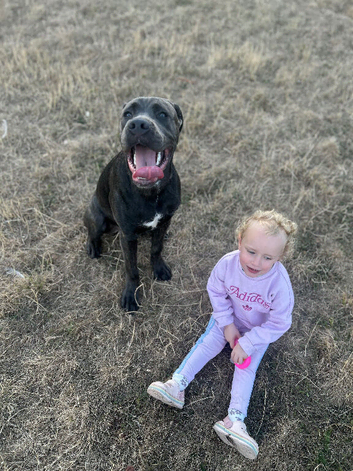 Cane corso cross presa canario