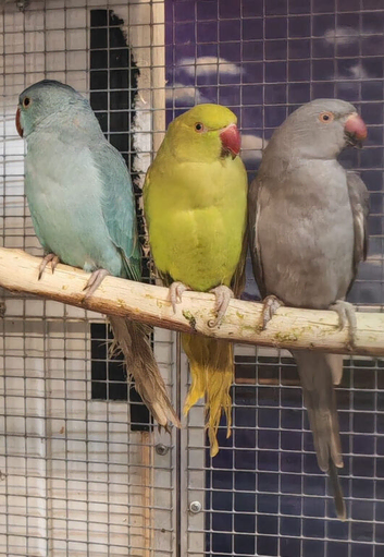 Baby Ringneck Parrots