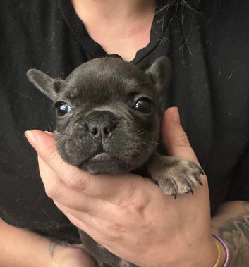 4 beautiful frenchie puppies