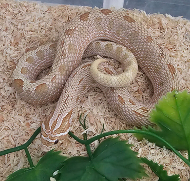 Beautiful Toffeeconda Male (Proven)