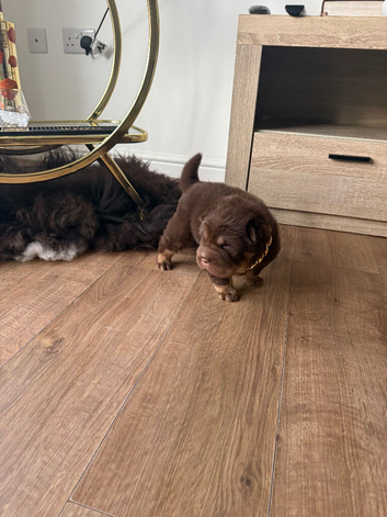 Stunning choc and tan bear coat shar pie
