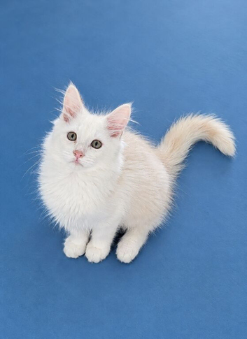 Maine Coon kitten registered