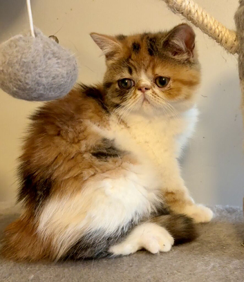 Exotic kittens avaliable London