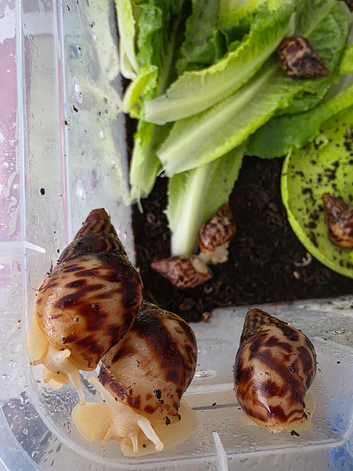 GALS - Available Adults to Hatchlings, All Sizes