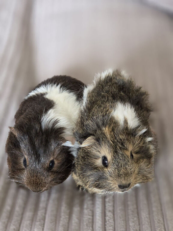 Baby guinea pig
