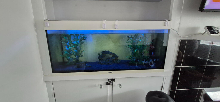 Juwel aquarium 4ft fish tank and 5 fancy goldfish