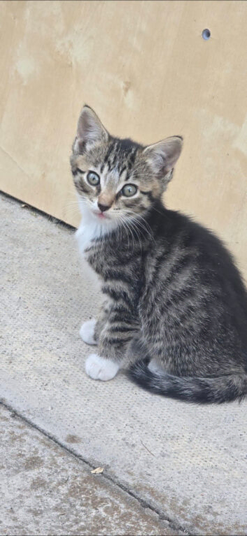 Boy kitten