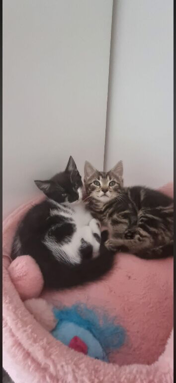 Two kittens needing forever home