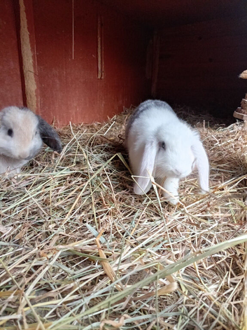 2 x lop baby rabbits