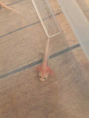 Axolotl