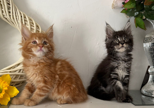 Beautiful tica reg Maine coon kittens.
