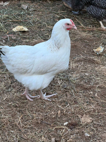 Pol pullets 20 weeks old