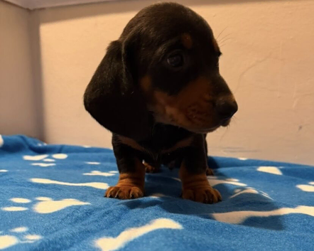 Long and short haired mini dachshund pups