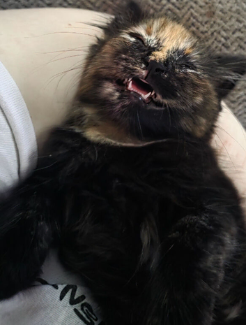Kitten