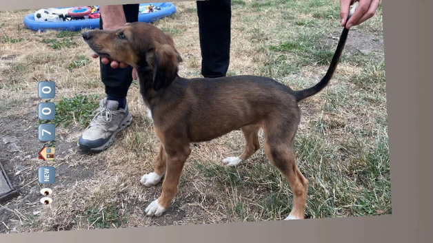 Saluki pup girl last one