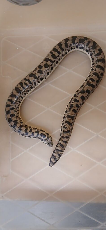 female tartar sand boa