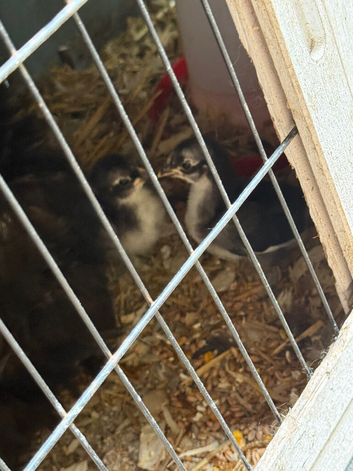 Black mottled pekin bantam chicks