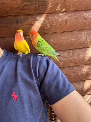2 Love Birds