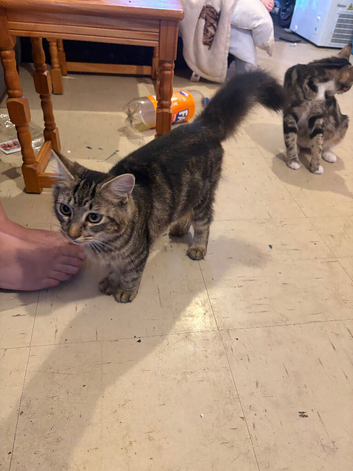 Female bengal
