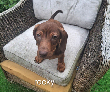 dachshund puppies, boys and girls available