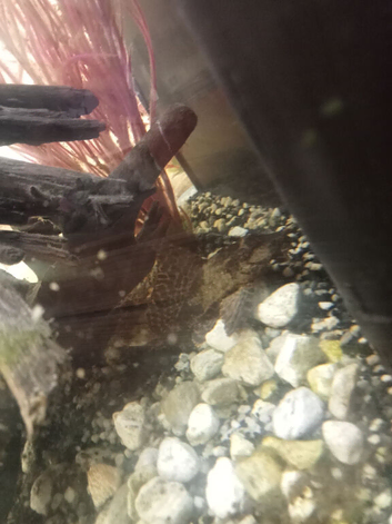 3 small fish 2 shrimp and 1 pleco and there are 2 different small snails.