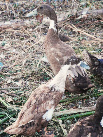 Trio of Ducks (Drake + 2 Hens) Campbell Mix in Kent