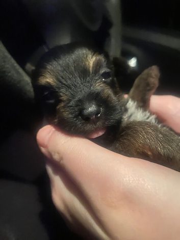 5 Yorkshire terrier puppies for sale