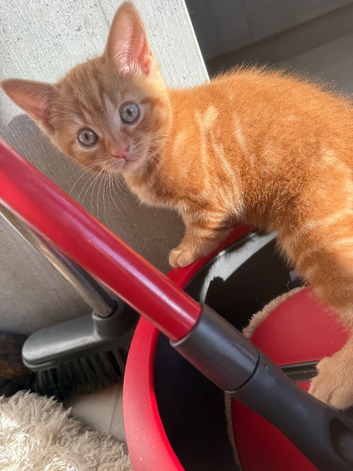 Beautiful Kittens Ready to Go!