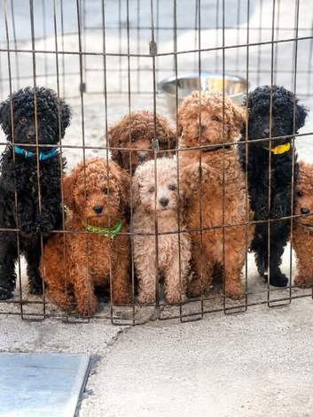 Beautiful Toy Poodle Puppies !!READY NOW!!