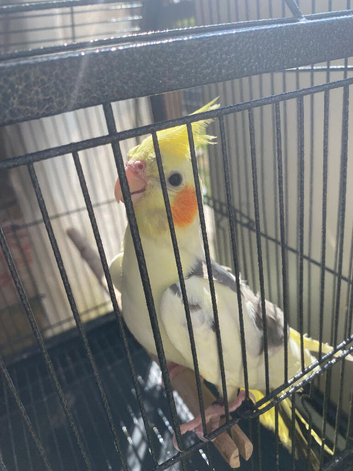 Cockatiel. Yellow and gray .12 weeks old