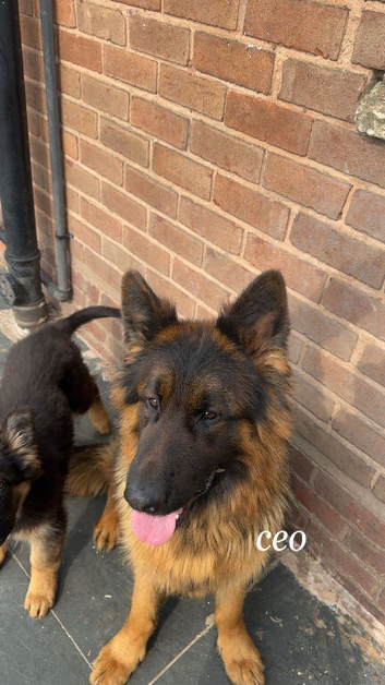 German Shepard longhair male