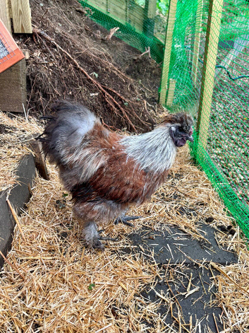 Silkie Bantam Cockerel