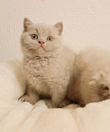 Beautiful Male & Female British Shorthair Kittens Available
