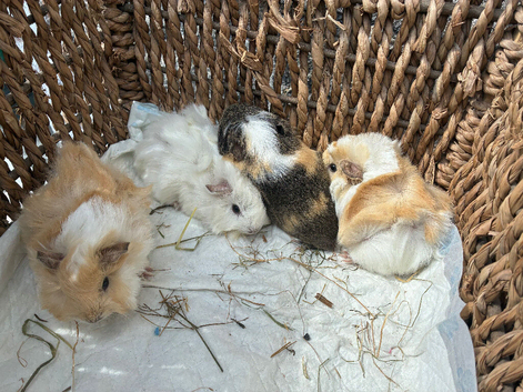 Mixed Beed Baby Girls